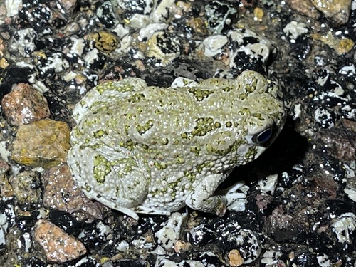 Texas Toad
