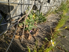Geranium