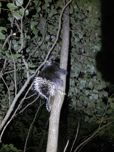 North American Porcupine