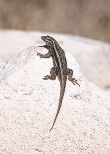Southwestern Fence Lizard