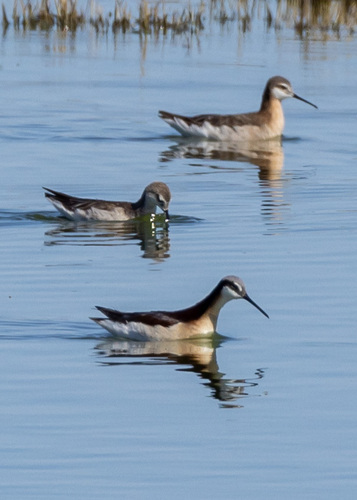 Wilson's Phalarope
