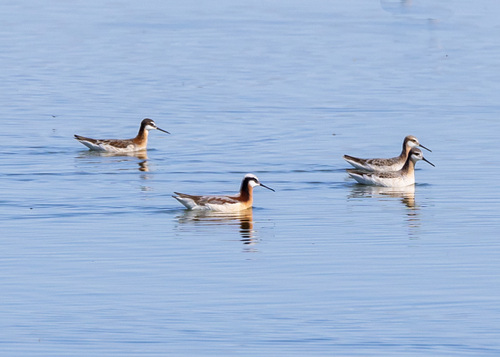 Wilson's Phalarope