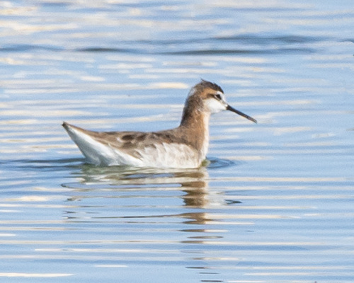 Wilson's Phalarope