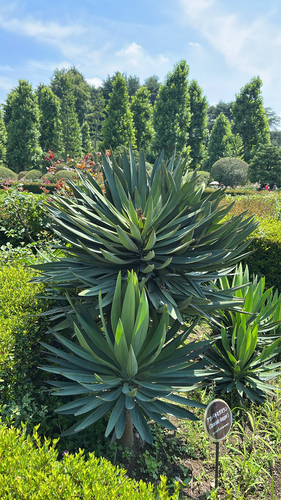 Spanish dagger