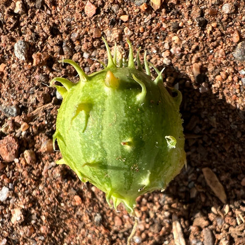 Cucumis myriocarpus, photograph 1