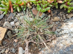 Stiff Sweetgrass (Puccinellia stricta)