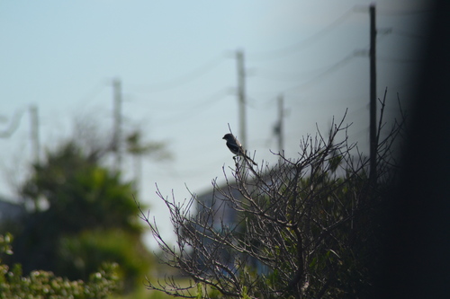 Loggerhead Shrike