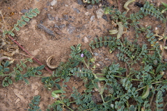Astragalus mareoticus