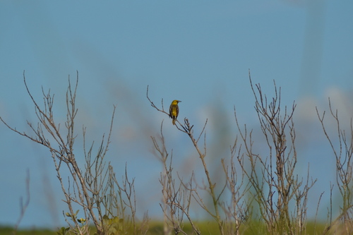 Orchard Oriole