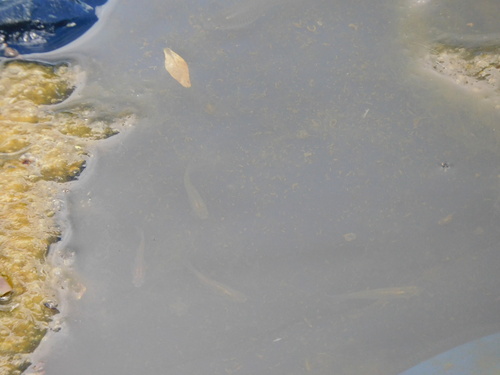 Western Mosquitofish