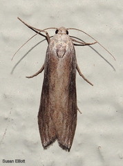 Aphomia terrenella