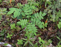 Sorbus decora