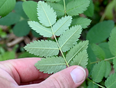 Sorbus decora, photograph (c) Eric Lamb, some rights reserved (CC BY)