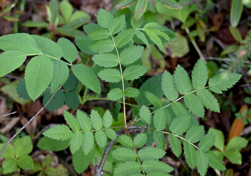 Sorbus decora, photograph 1