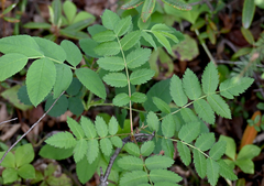 Sorbus decora, photograph (c) Eric Lamb, some rights reserved (CC BY)