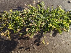Sagina procumbens