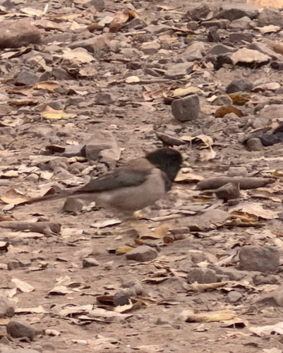 Dark-eyed Junco