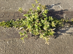 Sagina procumbens