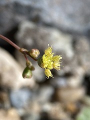 Eriogonum reniforme