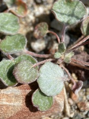 Eriogonum reniforme
