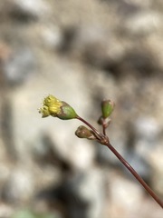 Eriogonum reniforme