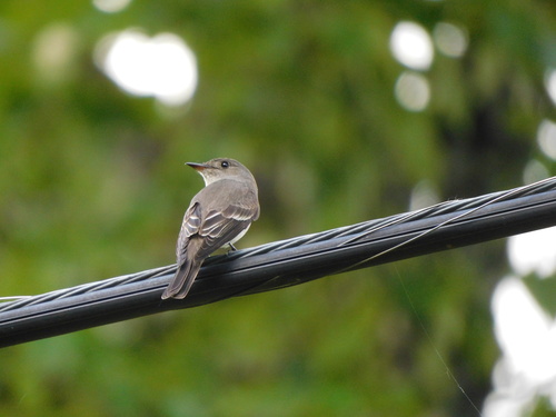 Western Wood-Pewee