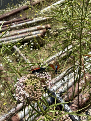 Milde's Tarantula-hawk Wasp