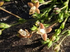 Sagina procumbens