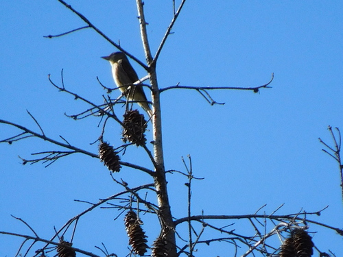 Western Wood-Pewee