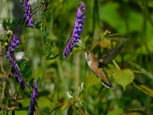 Rufous Hummingbird