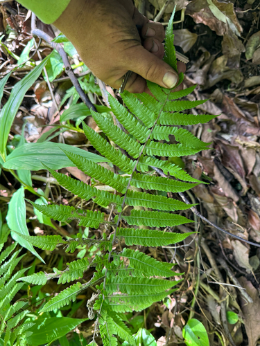 Christella dentata observed 2026-06-12
