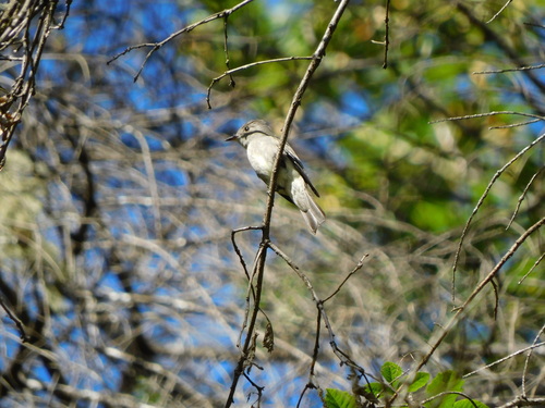 Western Wood-Pewee