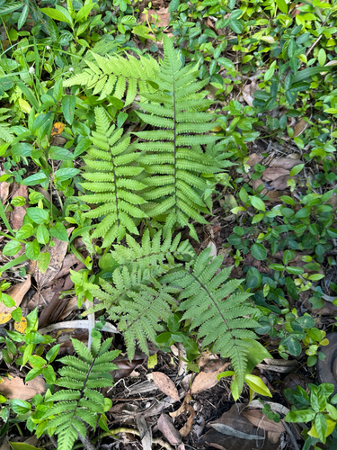 Christella dentata observed 2026-06-12