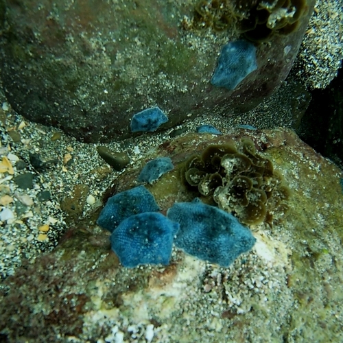 Parvulastra calcarata observed 2026-05-15