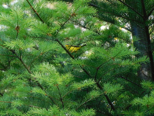 Wilson's Warbler