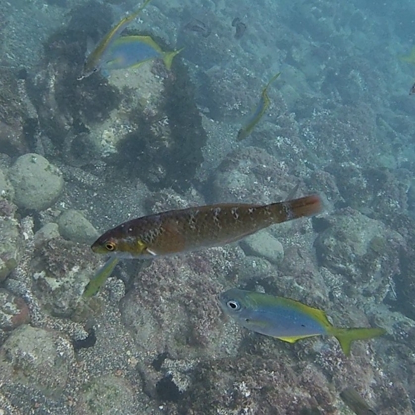 Pseudolabrus gayi