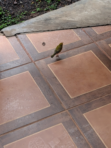 Mangrove Yellow Warbler
