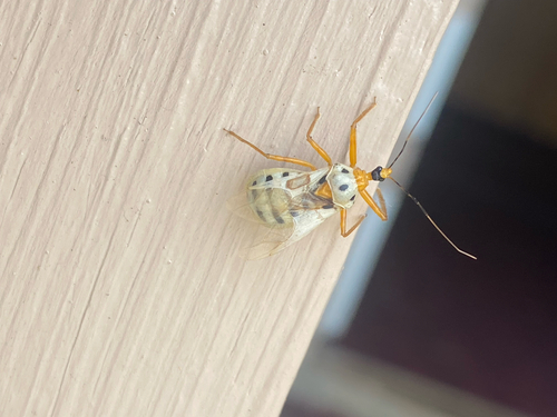 Castolus trinotatus
