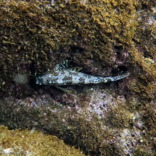Horseshoe kelpfish (Chironemus bicornis) — Chironemidae — 3