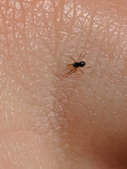 Araneae
