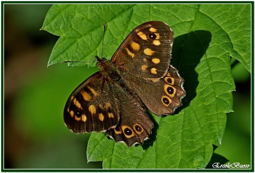 Margasis satyras nuotrauka