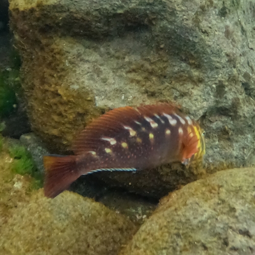 Scartichthys variolatus — Blenniidae — 5