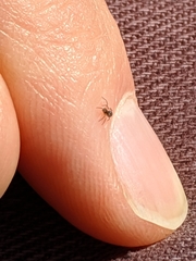 Araneae
