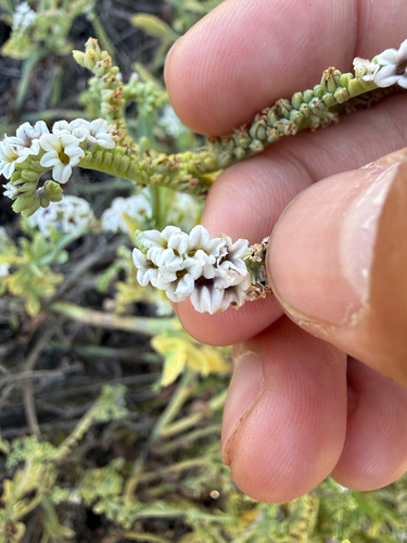alkali heliotrope