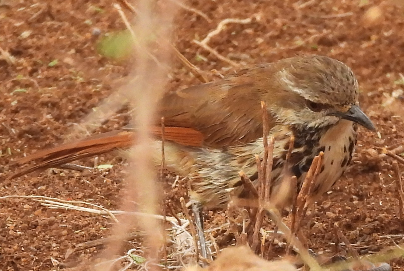 Spotted Palm Thrush (Cichladusa guttata), photo 2