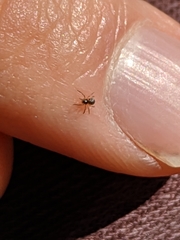 Araneae