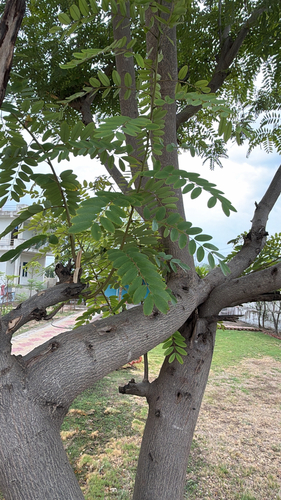 Kassod Tree