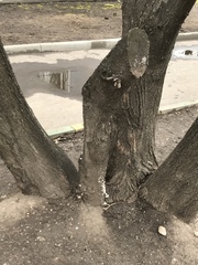 Schizophyllum commune