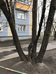 Schizophyllum commune