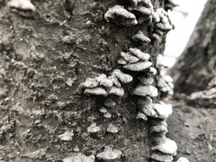 Schizophyllum commune